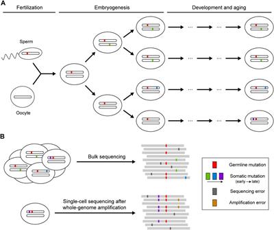 Identification of Somatic Mutations From Bulk and Single-Cell Sequencing Data